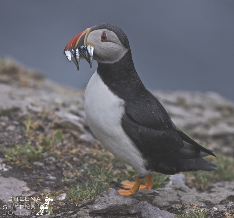 A Billful.jpg - Puffins spend most of the year far out to sea. They come to land to breed between March and August and can be found on islands and mainland cliffs off Ireland. This was taken on Skellig Michael 7 miles off the coast of Kerry in Southern Ireland. They nest in burrows or crevices in clifftop earth or fallen boulders, in a colourful world of sea campion, thrift, lichens and blue sea. The single egg is hatched after 39 days and the chick flies when about 38 days old. It will breed after 5 years at sea.Feeding areas are often located 100 km (60 mi) offshore from the nest or more, though when provisioning young the birds venture out only half that distance. Atlantic Puffins can dive for distances of up to 70 m (200 ft) and are propelled by their powerful wings, which are adapted for swimming. They use their webbed feet as a rudder while submerged. Puffins collect several small fish, such as herring, sprats, zooplankton, fish (shellfish), and sand eels. They use their tongues to hold the fish against spines in their palate, leaving their beaks free to open and catch more fish. Puffins normally line up the fish in their bills with the heads facing alternate ways and can sometimes have a dozen or more fish in its beak at once